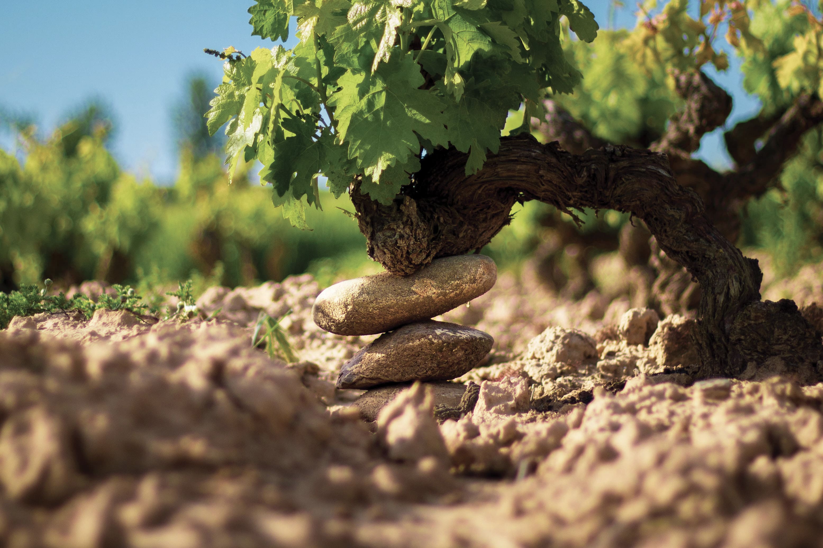 vineyards-2-min